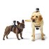 GoPro Fetch Dog Harness Unterstützung